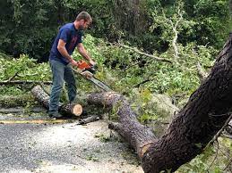 How Our Tree Care Process Works  in  Bear Creek Ranch, TX