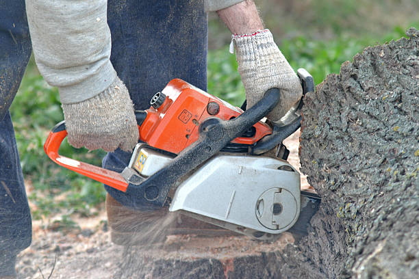 Tree and Shrub Care in Bear Creek Ranch, TX